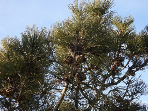 Torrey pine