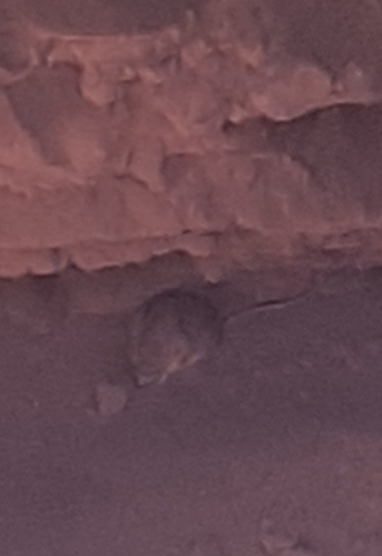 Lima leaf-eared mouse (Phyllotis limatus) — Least Concern Mammalia