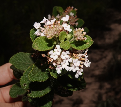 Lippia alnifolia