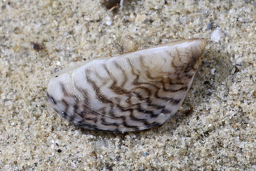 Zebra Mussel