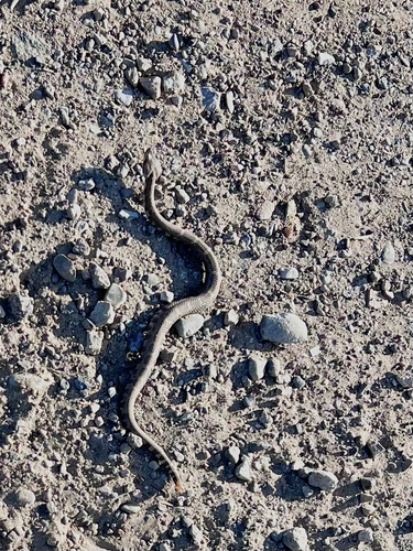 iNaturalist observation photo of Northern Pacific Rattlesnake