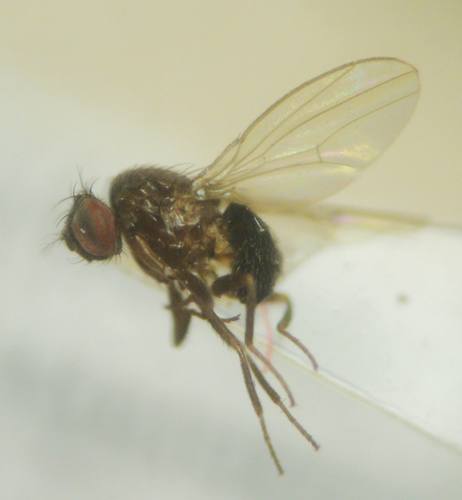 Scaptodrosophila rufifrons · iNaturalist