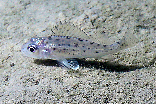 Ruffe