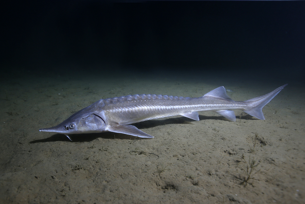 Sterlet in January 2014 by gernotkunz · iNaturalist