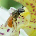 Lasioglossum pictum - Photo (c) amoorehouse, todos los derechos reservados, uploaded by amoorehouse
