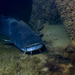 Wels Catfish - Photo (c) gernotkunz, all rights reserved, uploaded by gernotkunz