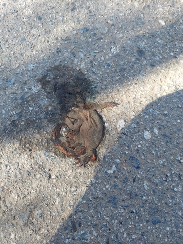 iNaturalist observation photo of California Newt