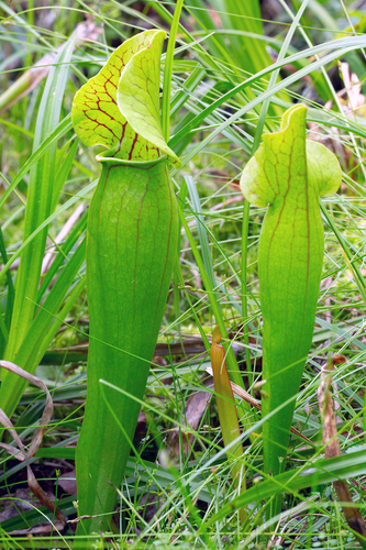 Sarracenia X charlesmoorei