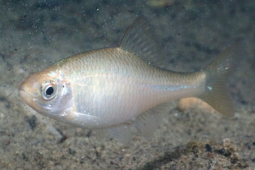 European Bitterling
