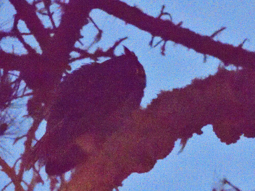 View observation of {o.common_name} on iNaturalist