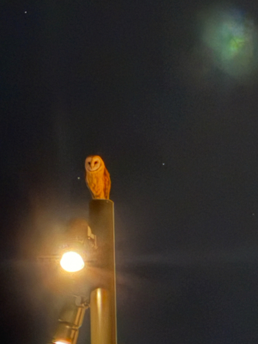 View observation of {o.common_name} on iNaturalist