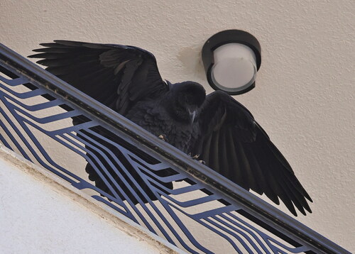 Fan-tailed Raven