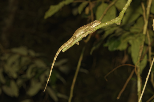 Malayan Crested Lizard
