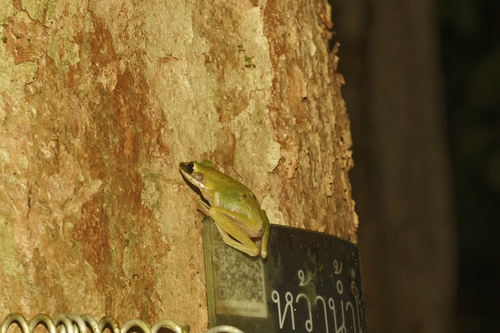Malayan Copper-cheeked Frog