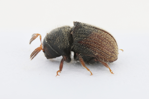 Phloeotribus scarabaeoides