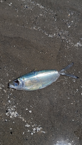 Opisthonema oglinum
