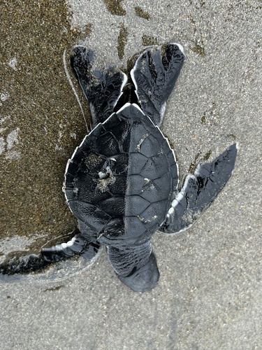 Chelonia mydas