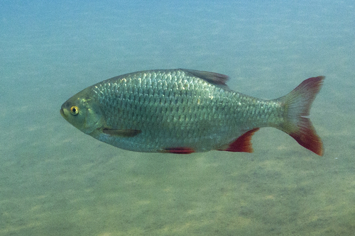 Common Rudd