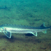 Russian Sturgeon - Photo (c) gernotkunz, all rights reserved, uploaded by gernotkunz