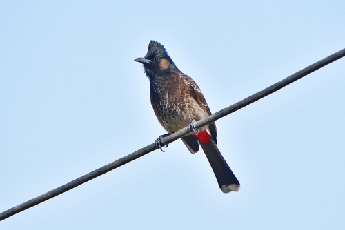 Red-vented Bulbul