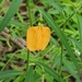 Afrohybanthus stellarioides - Photo (c) rachel hughes, todos os direitos reservados, uploaded by rachel hughes
