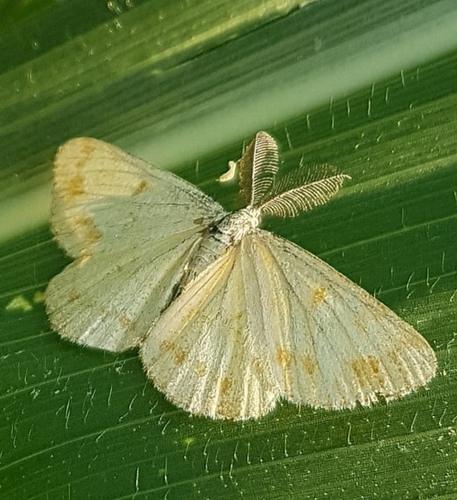 Rudasprindis nuotrauka