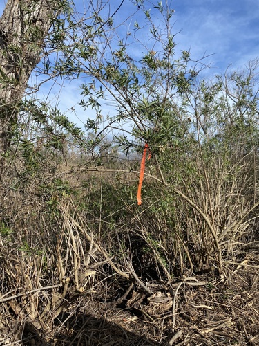 iNaturalist observation photo of mule fat