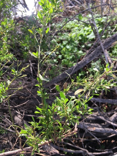 iNaturalist observation photo of coyote brush