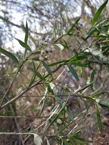 iNaturalist observation photo of mule fat