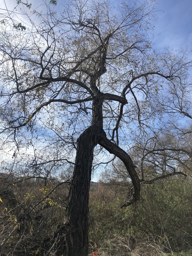 iNaturalist observation photo of Goodding's willow