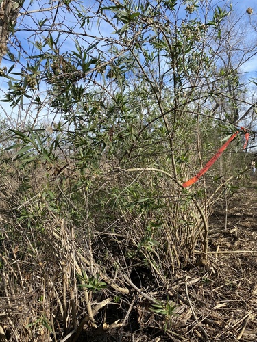 iNaturalist observation photo of mule fat