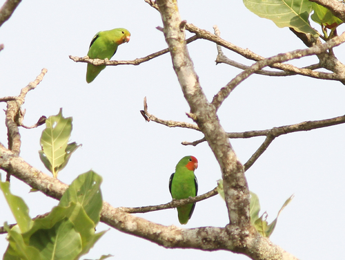 Red-headed Lovebird