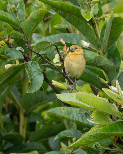 Variable Seedeater