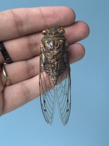 Giant Cicada