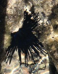 Echinothrix diadema image