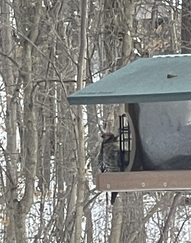 Yellow-bellied Sapsucker