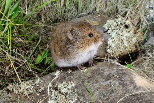 Montane Vole Microtus Montanus Inaturalist