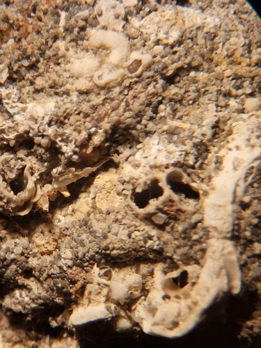 Rocellaria dubia