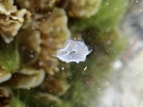 photo of Crystal Jellies (Aequorea)