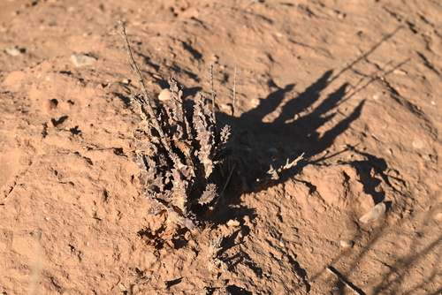 Apteranthes europaea maroccana