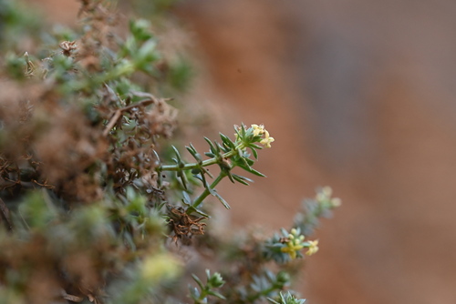 Galium acuminatum