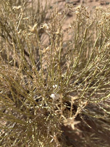 Unknown species found near Goblin Valley State Park, Emery County, UT, USA