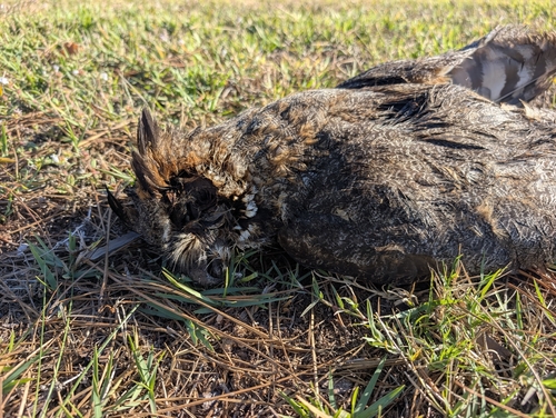 View observation of {o.common_name} on iNaturalist