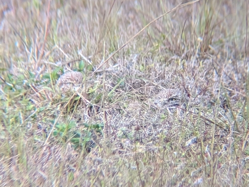 View observation of {o.common_name} on iNaturalist