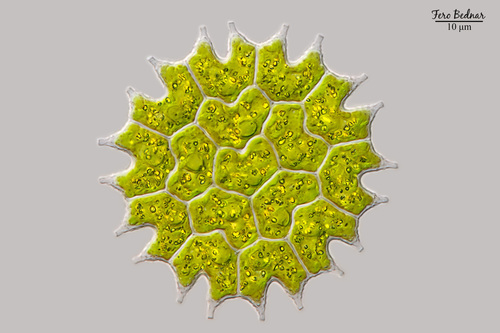 Pseudopediastrum boryanum