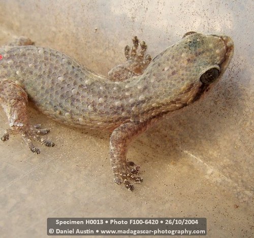 Mahafaly Fish-scale Gecko