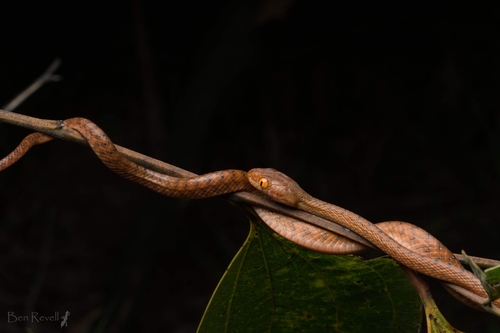 Brown Tree Snake sighting