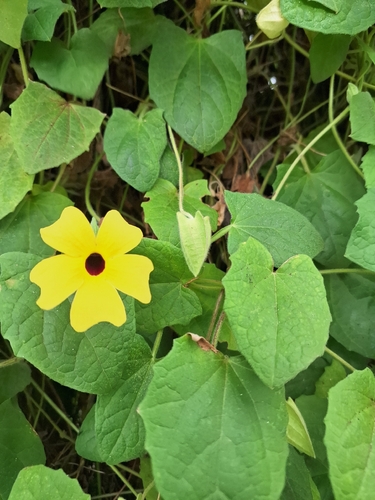 Black-eyed Susan vine