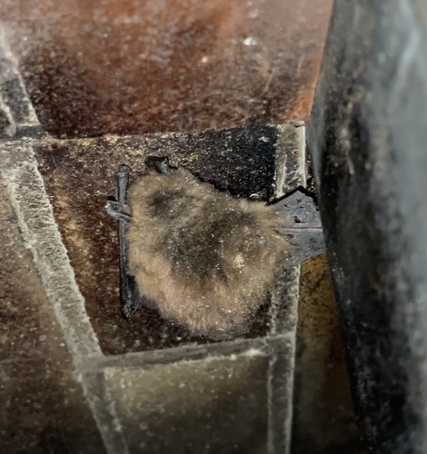 Little Brown Bat observed by abugail