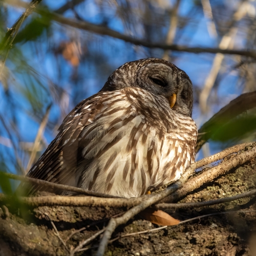 View observation of {o.common_name} on iNaturalist